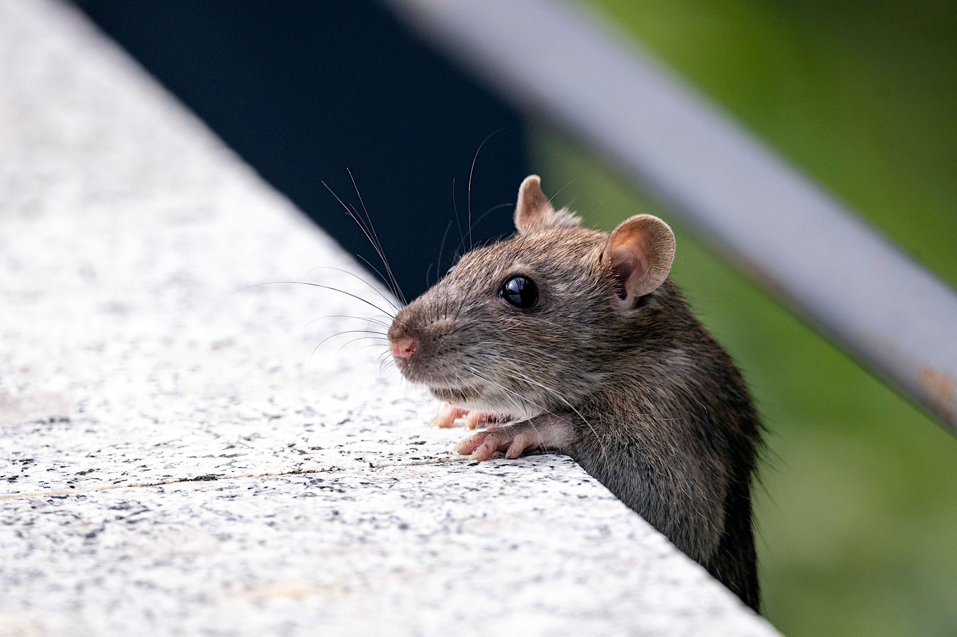 Désinsectisation Dératisation à Gonesse